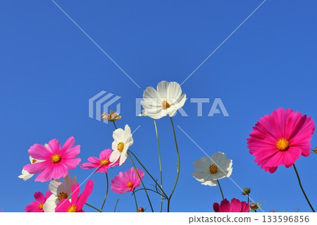 Cosmos flowers blue sky Cosmos flowers blue sky 133596856