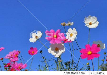 Cosmos flowers blue sky Cosmos flowers blue sky 133596857