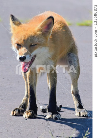 正面排便的赤狐 133596872