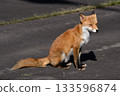 一隻紅狐狸蜷縮在停車場裡，凝視著遠方。 133596874