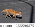 一隻赤狐在路燈蔭下的停車場漫步。 133596875