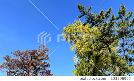 一排銀杏樹，秋葉映襯著藍天。 133596903