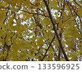 Ginkgo biloba turned yellow 133596925