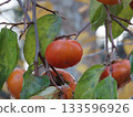 Ripe persimmon 133596926
