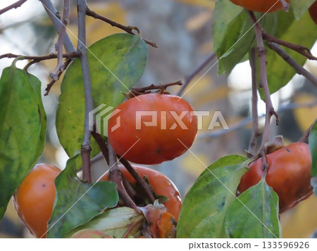 Ripe persimmon Ripe persimmon 133596926