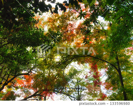 Okayama Tanjoji Temple, autumn leaves 133596980