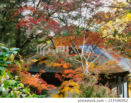 岡山丹升寺，秋葉 133596982