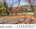 秋日的公園和岔路口的路標 133597017
