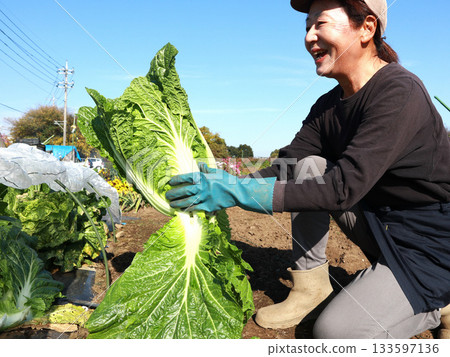 Senior woman harvesting Chinese cabbage 133597136