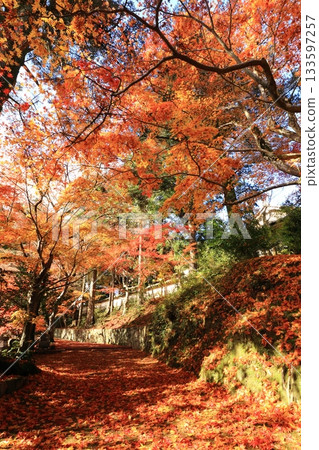 通往神社的道路被染成了紅色，落葉紛飛。 133597257