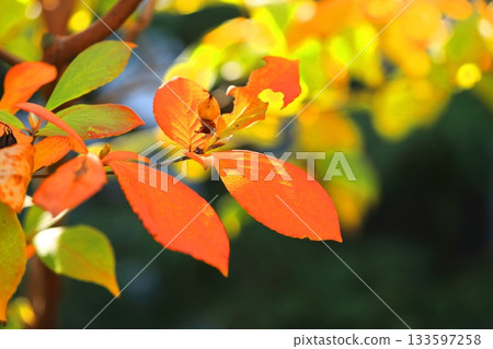 紅葉 133597258