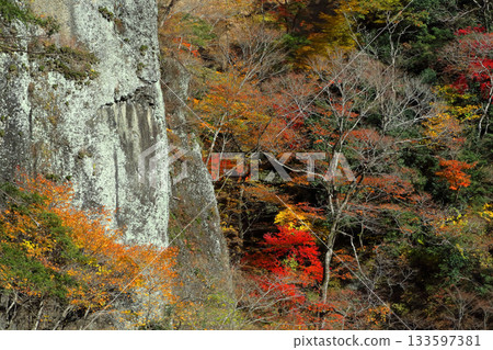 Romantic Ibaraki (Fukuroda Falls Geosite, a rock face rising from the seabed decorated with autumn leaves) Fukuroda Falls, Daigo Town, Kuji District 133597381