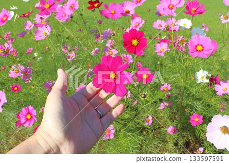Cosmos flower hand 133597591