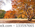 秋色正濃，高大的樹木在公園競相飄落。 133597665