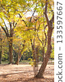 秋日公園裡，樹木發芽，落葉紛飛。 133597667
