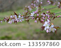 cherry blossoms bloomed 133597860