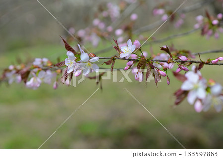 cherry blossoms bloomed cherry blossoms bloomed 133597863