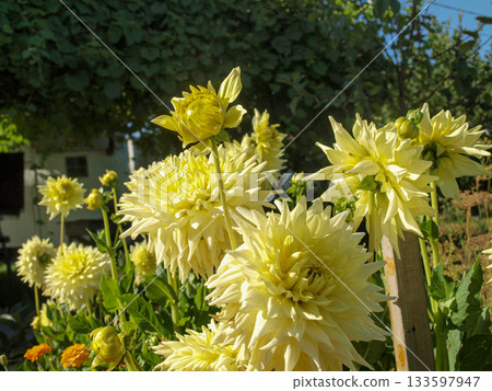 Beautiful yellow light chrysanthemums in the garden, an unusual angle. Beautiful yellow light chrysanthemums in the garden, an unusual angle. 133597947