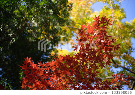 秋天的樹葉 133598036