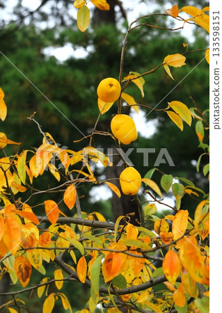 木瓜的黃葉 133598151