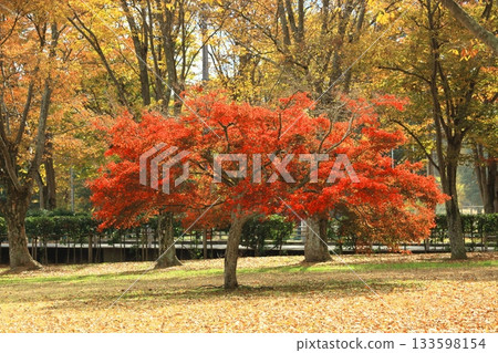 Autumn leaves on the plaza 133598154