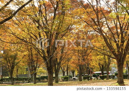 蛾黃葉 蛾黃葉 133598155