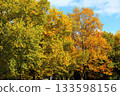 公園的黃葉 133598156