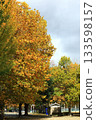 法國梧桐的黃葉 133598157