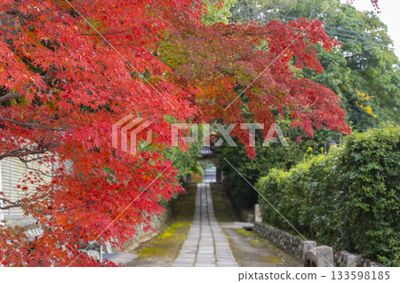萬願寺,三門,秋季紅葉(兵庫縣川西市) 萬願寺,三門,秋季紅葉(兵庫縣川西市) 133598185