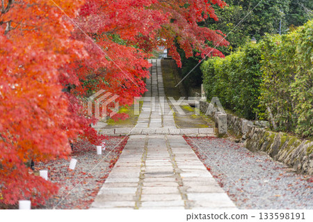 秋季紅葉時分通往萬願寺的道路(兵庫縣川西市) 秋季紅葉時分通往萬願寺的道路(兵庫縣川西市) 133598191