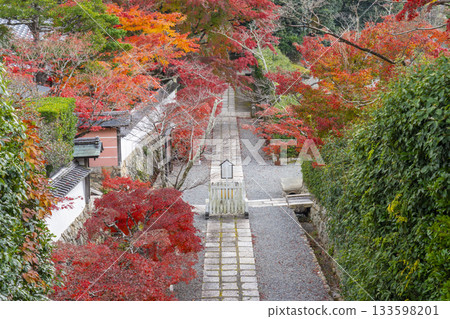 秋季紅葉時分通往萬願寺的道路(兵庫縣川西市) 秋季紅葉時分通往萬願寺的道路(兵庫縣川西市) 133598201