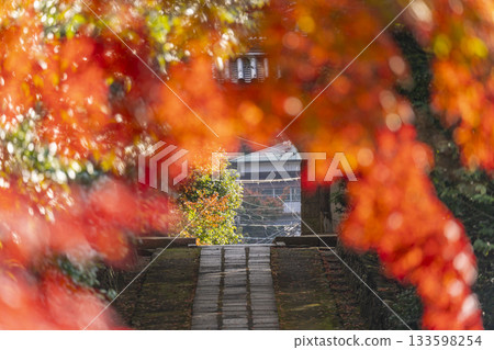 萬願寺:秋季紅葉時的寺廟入口和仁王門(兵庫縣川西市) 萬願寺:秋季紅葉時的寺廟入口和仁王門(兵庫縣川西市) 133598254