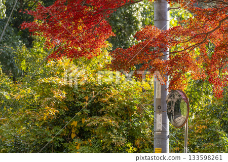 Manganji Temple Convex Mirror Autumn Leaves Season Manganji Temple Convex Mirror Autumn Leaves Season 133598261