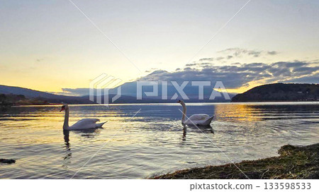 Mount Fuji at sunset and swans on Lake Yamanaka 133598533