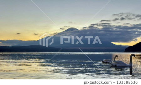 Mount Fuji at sunset and swans on Lake Yamanaka 133598536