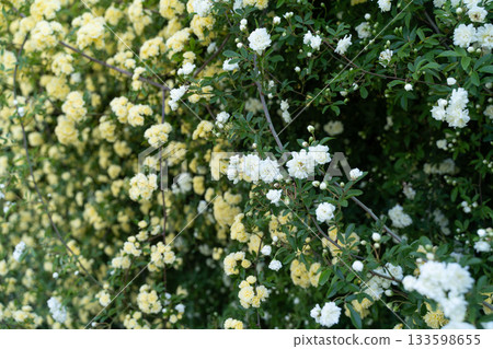 White Banksweet Rose blooming in the spring sunshine② 133598655