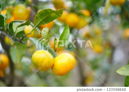 一片柔和的果園景色，枝頭掛著兩個橘子，周圍是綠葉。 133598688