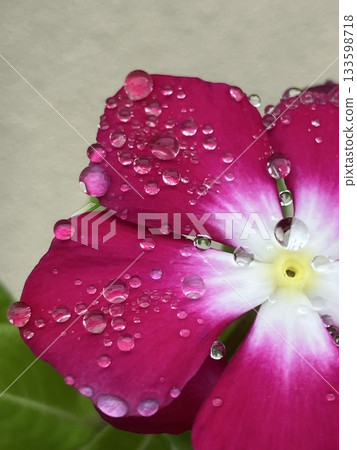 Madagascar periwinkle (periwinkle) with water droplets Madagascar periwinkle (periwinkle) with water droplets 133598718