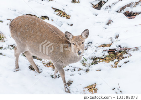北海道冬季白金溫泉的蝦夷鹿 133598878