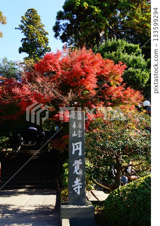 神奈川縣鎌倉市圓覺寺景色 133599294