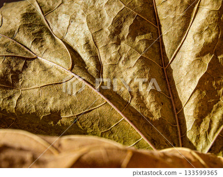 A natural palette. The colors of autumn. Maple leaves are of different colors. The texture of a dry maple leaf is closely shot 133599365
