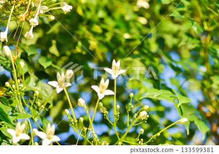Cork tree, Indian cork tree or Millingtonia hortensis Linn or BIGNONIACEAE or white flower and sky Cork tree, Indian cork tree or Millingtonia hortensis Linn or BIGNONIACEAE or white flower and sky 133599381