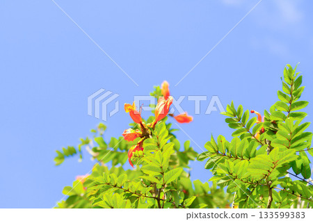 African tulip tree, bignoniaceae or Fire bell or Flame of the forest or Fountain tree or Spathodea campanulata or Syringe with orange flowers African tulip tree, bignoniaceae or Fire bell or Flame of the forest or Fountain tree or Spathodea campanulata or Syringe with orange flowers 133599383