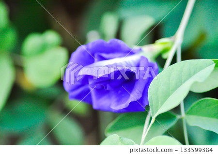 pigeon wings, Blue pea vine or Clitoria ternatea or butterfly pea , blue pea flower or purple flower pigeon wings, Blue pea vine or Clitoria ternatea or butterfly pea , blue pea flower or purple flower 133599384