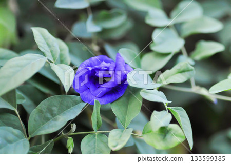 pigeon wings, Blue pea vine or Clitoria ternatea or butterfly pea , blue pea flower or purple flower pigeon wings, Blue pea vine or Clitoria ternatea or butterfly pea , blue pea flower or purple flower 133599385