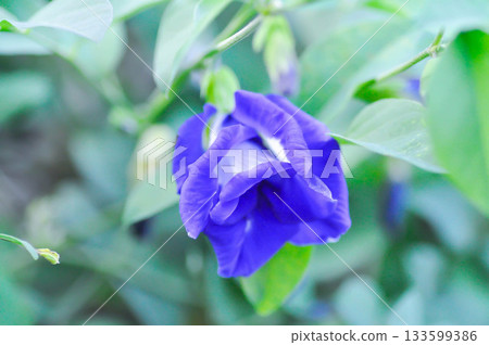 pigeon wings, Blue pea vine or Clitoria ternatea or butterfly pea , blue pea flower or purple flower pigeon wings, Blue pea vine or Clitoria ternatea or butterfly pea , blue pea flower or purple flower 133599386