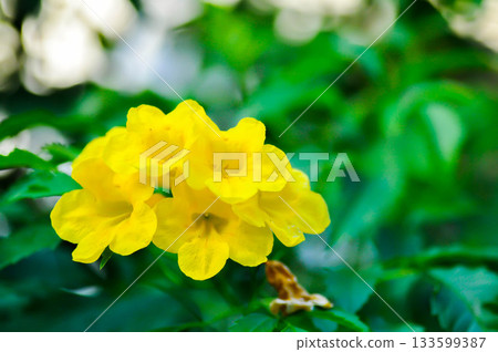 Trumpet vine, Yellow bell or Yellow elder or tecoma stans or yellow flower Trumpet vine, Yellow bell or Yellow elder or tecoma stans or yellow flower 133599387