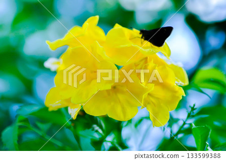 Trumpet vine, Yellow bell or Yellow elder or tecoma stans or yellow flower Trumpet vine, Yellow bell or Yellow elder or tecoma stans or yellow flower 133599388