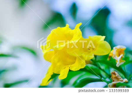 Trumpet vine, Yellow bell or Yellow elder or tecoma stans or yellow flower Trumpet vine, Yellow bell or Yellow elder or tecoma stans or yellow flower 133599389