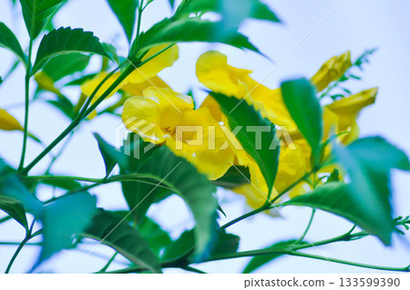 Trumpet vine, Yellow bell or Yellow elder or tecoma stans or yellow flower Trumpet vine, Yellow bell or Yellow elder or tecoma stans or yellow flower 133599390